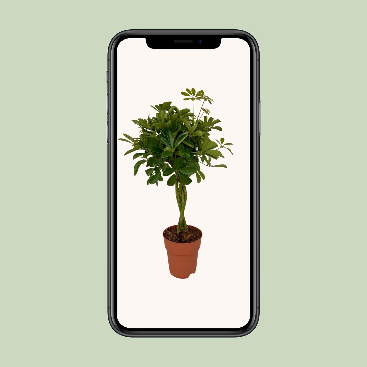 Schefflera Compacta - pflegeleichter Schirmbaum Ø19cm, 80cm hoch