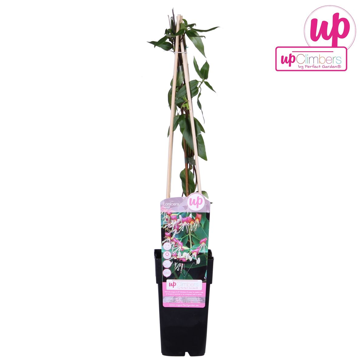 Lonicera henryi – Immergrünes Geißblatt Ø15cm, 65cm Höhe