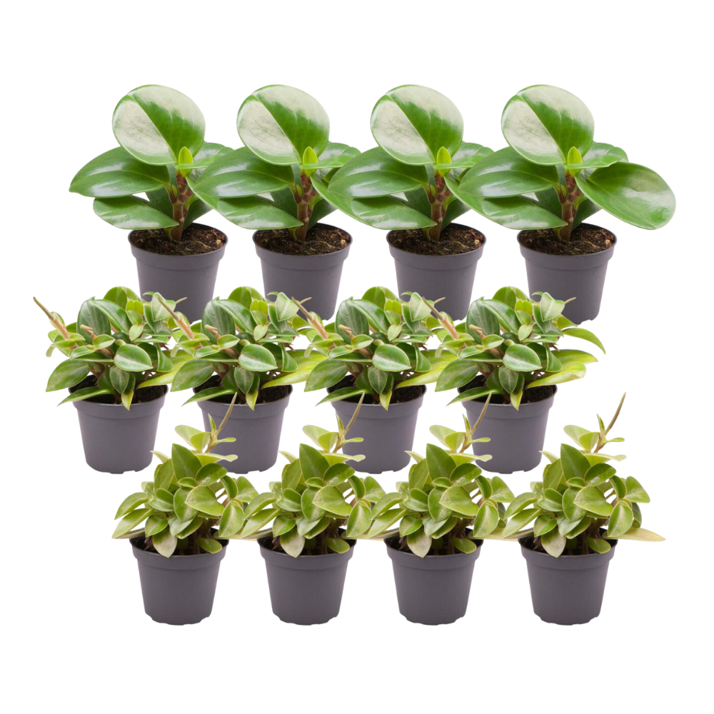 12x Peperomia Mix B – Pflegeleichte Grüne Vielfalt