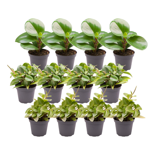 12x Peperomia Mix B – Pflegeleichte Grüne Vielfalt