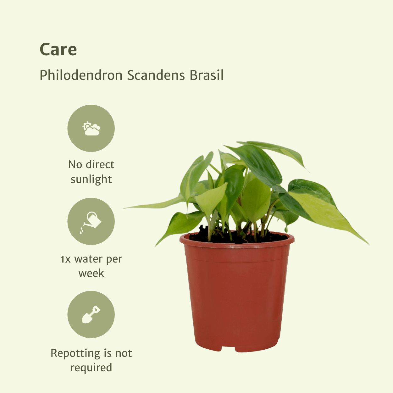 Philodendron Scandens Brasil - 4er Set Ø12cm Topf