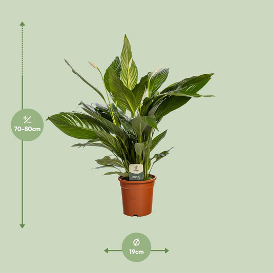 Spathiphyllum Bingo Cupido – Elegante Friedenslilie Ø19cm