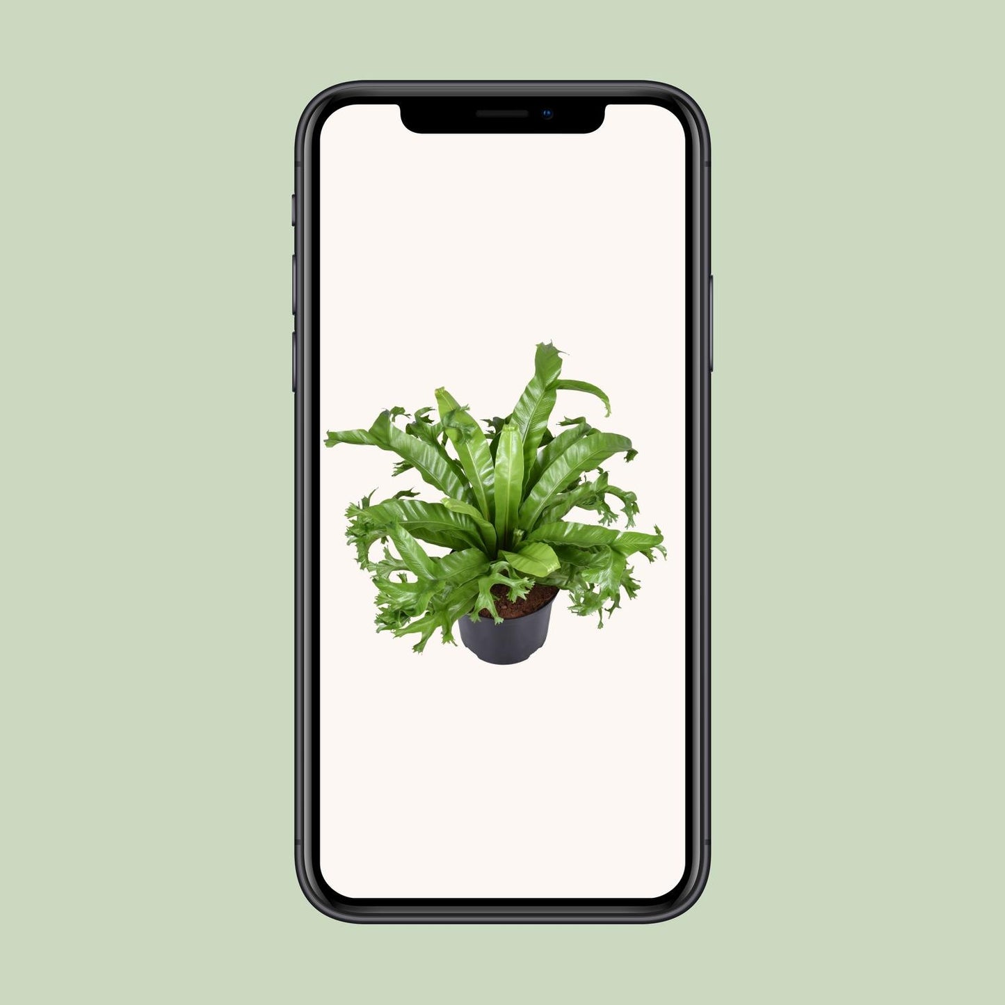 Asplenium Nidus Crissie – Pflegeleichter Vogelnestfarn Ø23cm