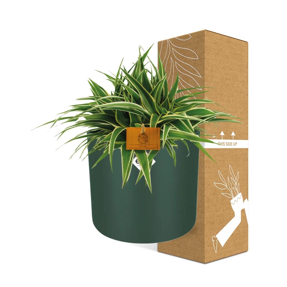 Chlorophytum Ocean – pflegeleichte Grünlilie 15 cm