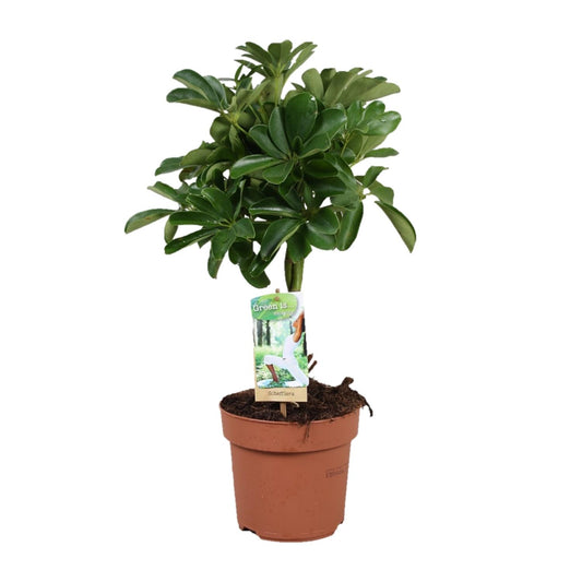 Schefflera Nora – Schirmpflanze mit geflochtenem Stamm Ø17cm