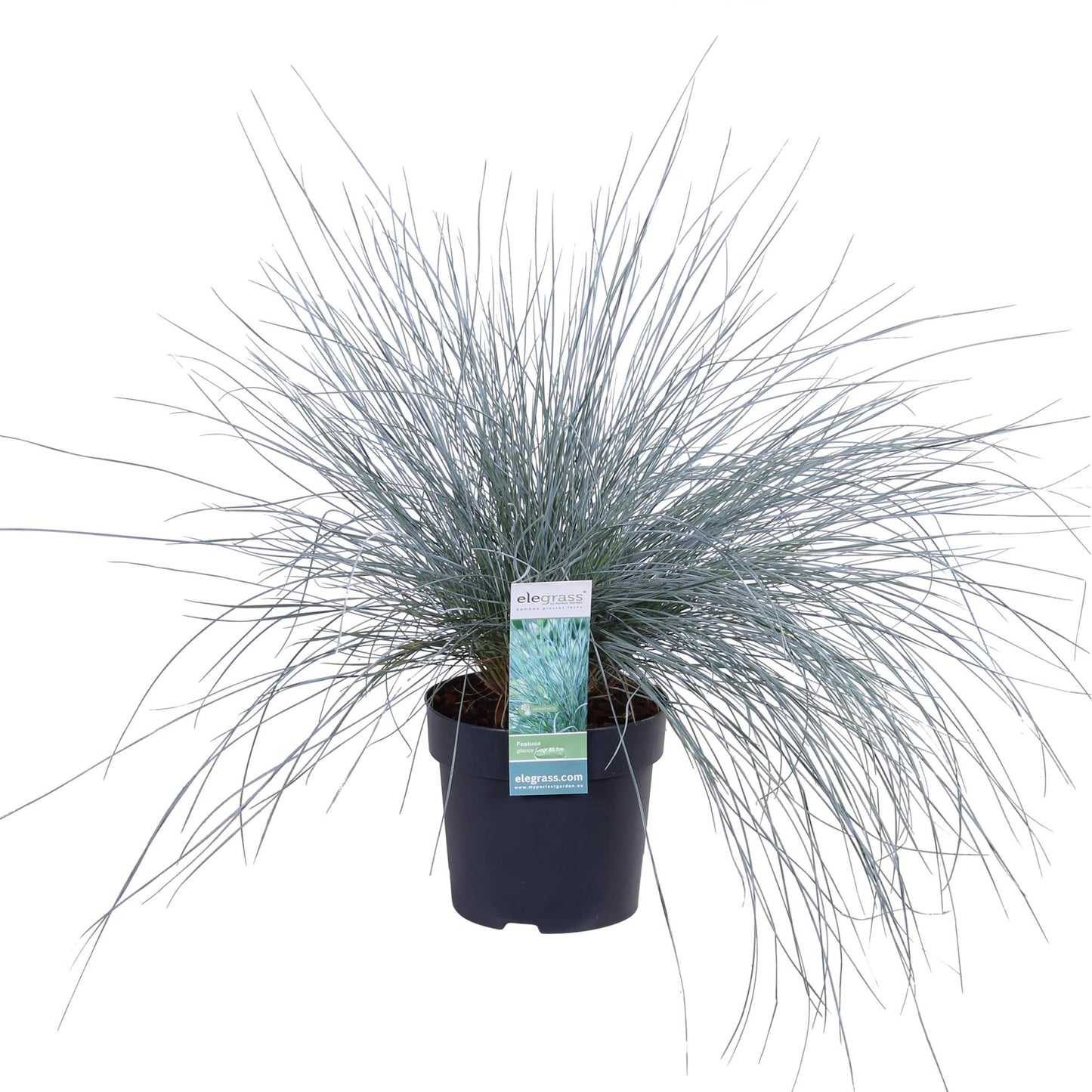 Festuca glauca Azura Blue - Pflegeleichtes Ziergras Ø14cm