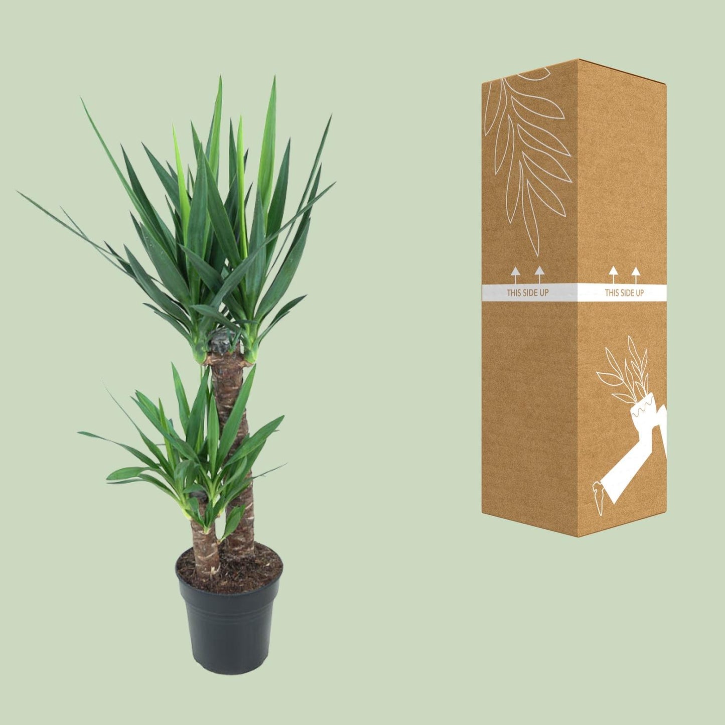 Yucca Elephantipes Ø21cm – Pflegeleichte Zimmerpflanze bis 100cm