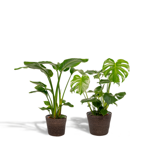 Strelitzia Nicolai & Monstera Deliciosa im Korb Ø19/21cm