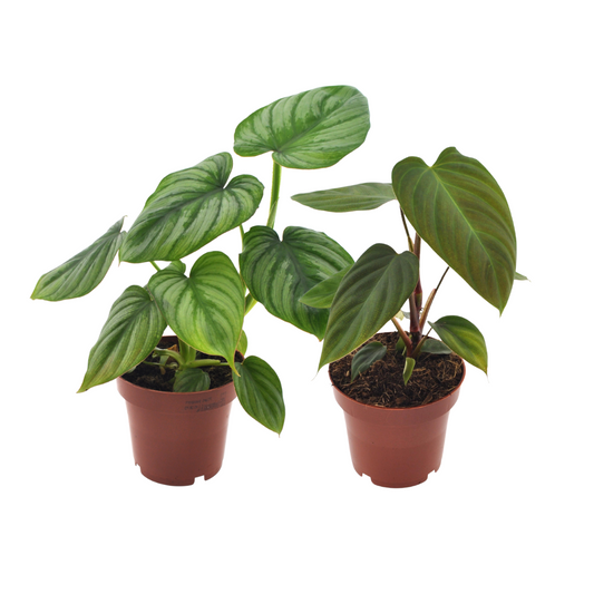 Philodendron Duo Nangaritens & Mamei – 2er Set Ø12cm