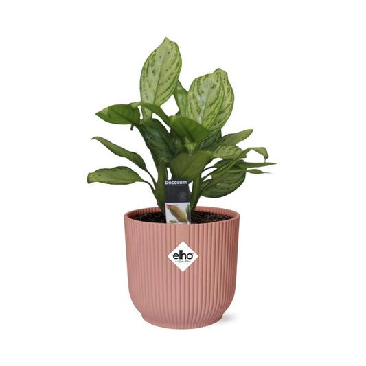 Aglaonema Christina in ELHO Vibes Fold 14cm rosa – pflegeleicht & elegant