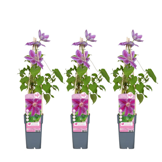 3x Clematis Dr Ruppel – Blühende Kletterpflanze Ø15cm