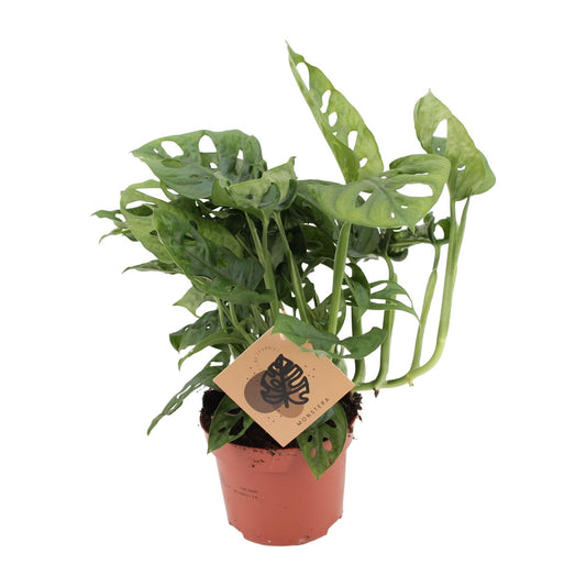 Monstera Monkey Leaf – Pflegeleichte Zimmerpflanze Ø12cm