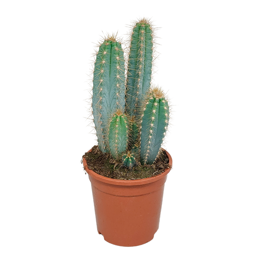 Pilosocereus azureus – Stilvoller Säulenkaktus 17 cm