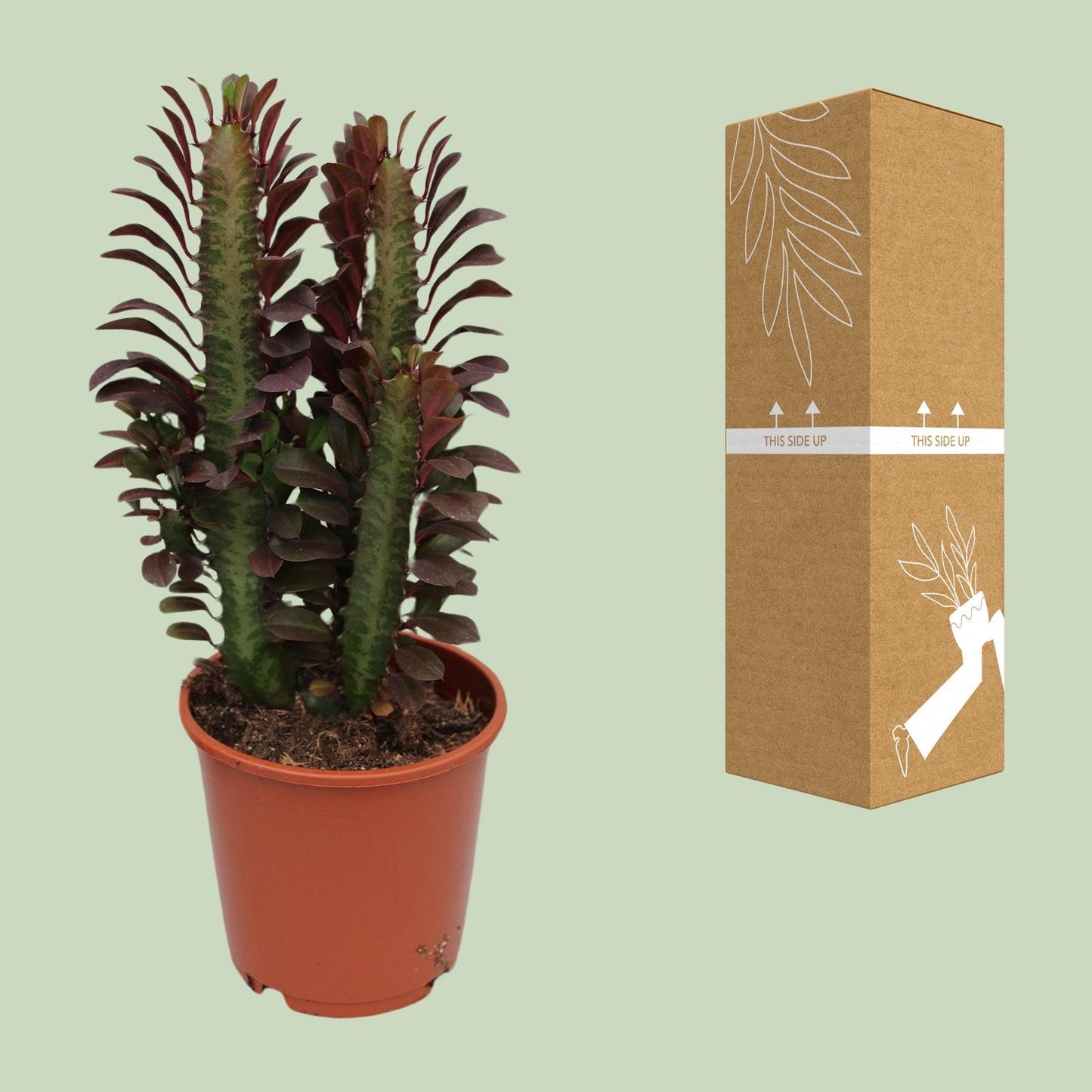 Euphorbia Trigona Rubra – Afrikanischer Milchbaum Ø12cm, 40cm