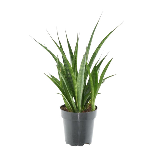 Sansevieria kirkii 'Friends' – Pflegeleichter Bogenhanf 38 cm