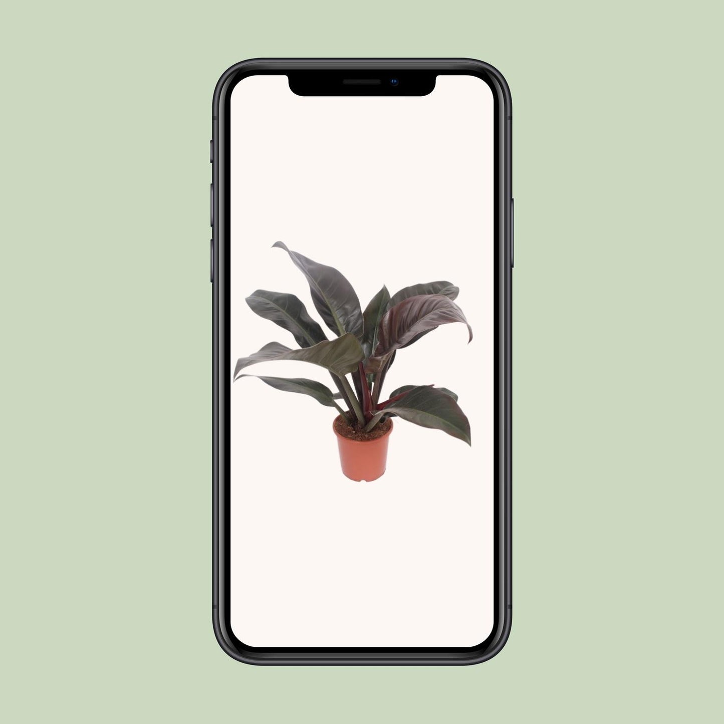 Philodendron Imperial Red – Pflegeleichte Zimmerpflanze Ø17cm