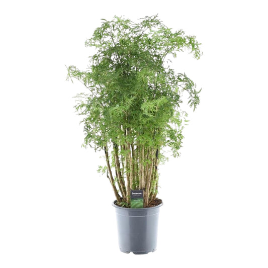 Polyscias Hawaiiana Ming – Pflegeleichter Blattschmuck 90 cm