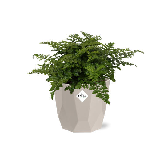 Asplenium Parvati Rippenfarn in ELHO b.for rock 14 cm warm grey