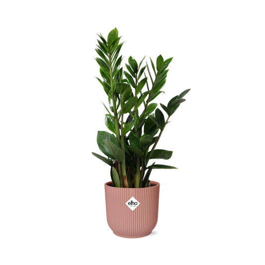 Zamioculcas – Pflegeleichte ZZ-Pflanze im rosa ELHO Vibes Fold Topf