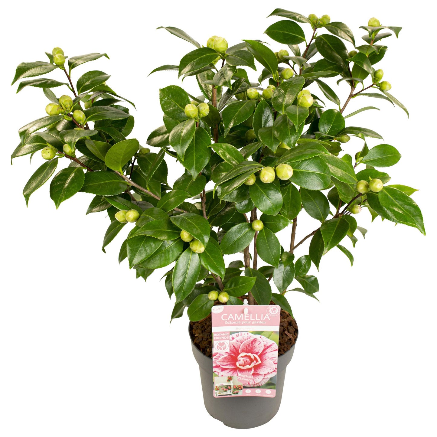 Camellia japonica Bonomiana – Eleganter immergrüner Strauch Ø19cm