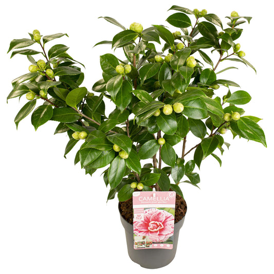 Camellia japonica Bonomiana – Eleganter immergrüner Strauch Ø19cm