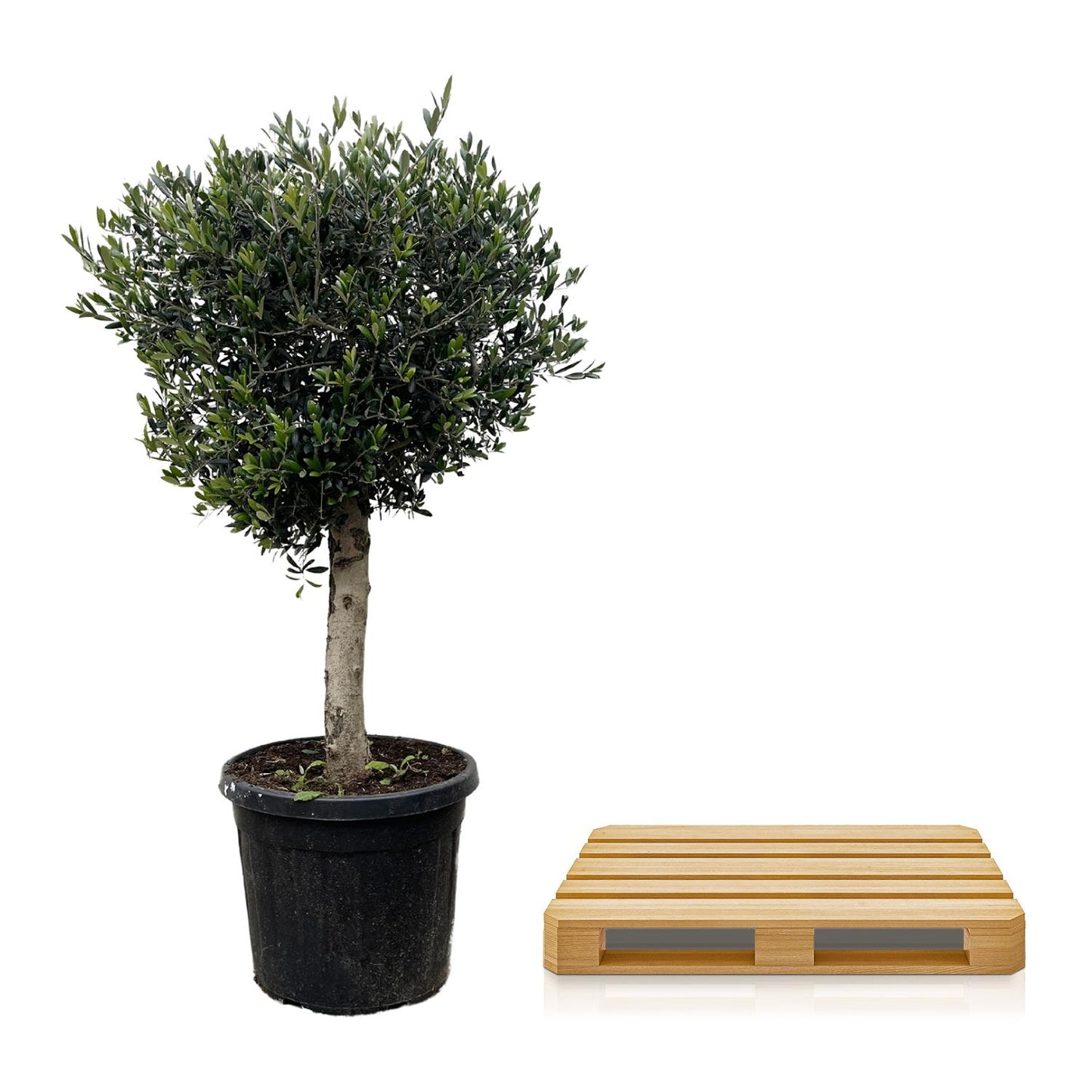 Olea Europaea Lorc – Eleganter Olivenbaum 180 cm