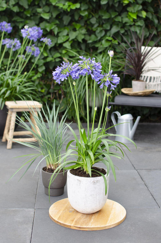 Agapanthus 'Ever Sapphire' – Tiefblaue Blütenpracht Ø19cm