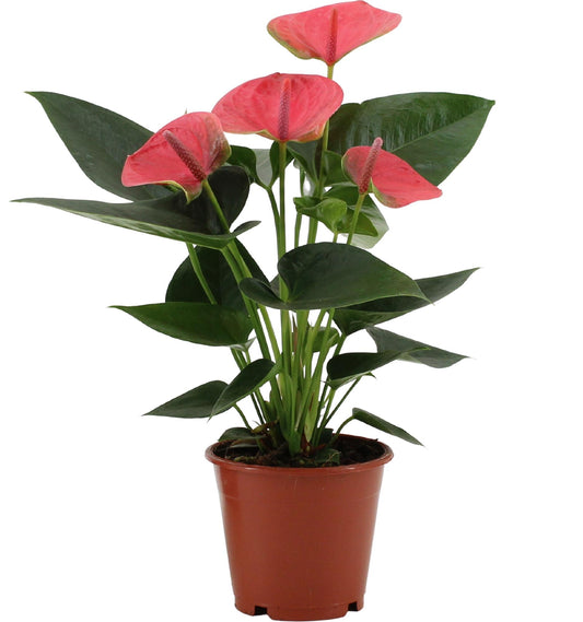 Anthurium Sweet Dream – Pflegeleichte Flamingoblume Ø12cm