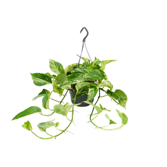 Epipremnum Marble Queen – Pflegeleichte Kletterpflanze Ø15cm