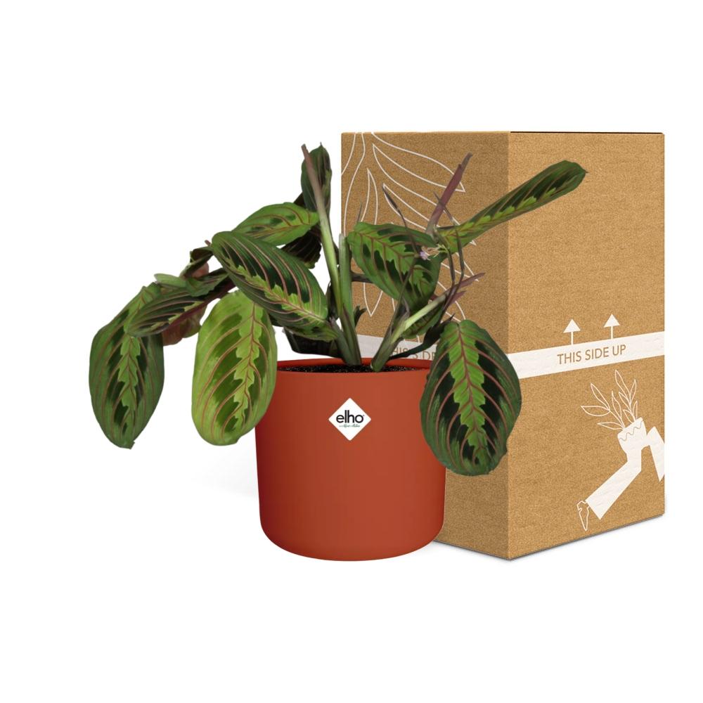 Maranta Leuconeura ‘Fascinator’ Tricolor in ELHO b.for soft rond 14cm brique