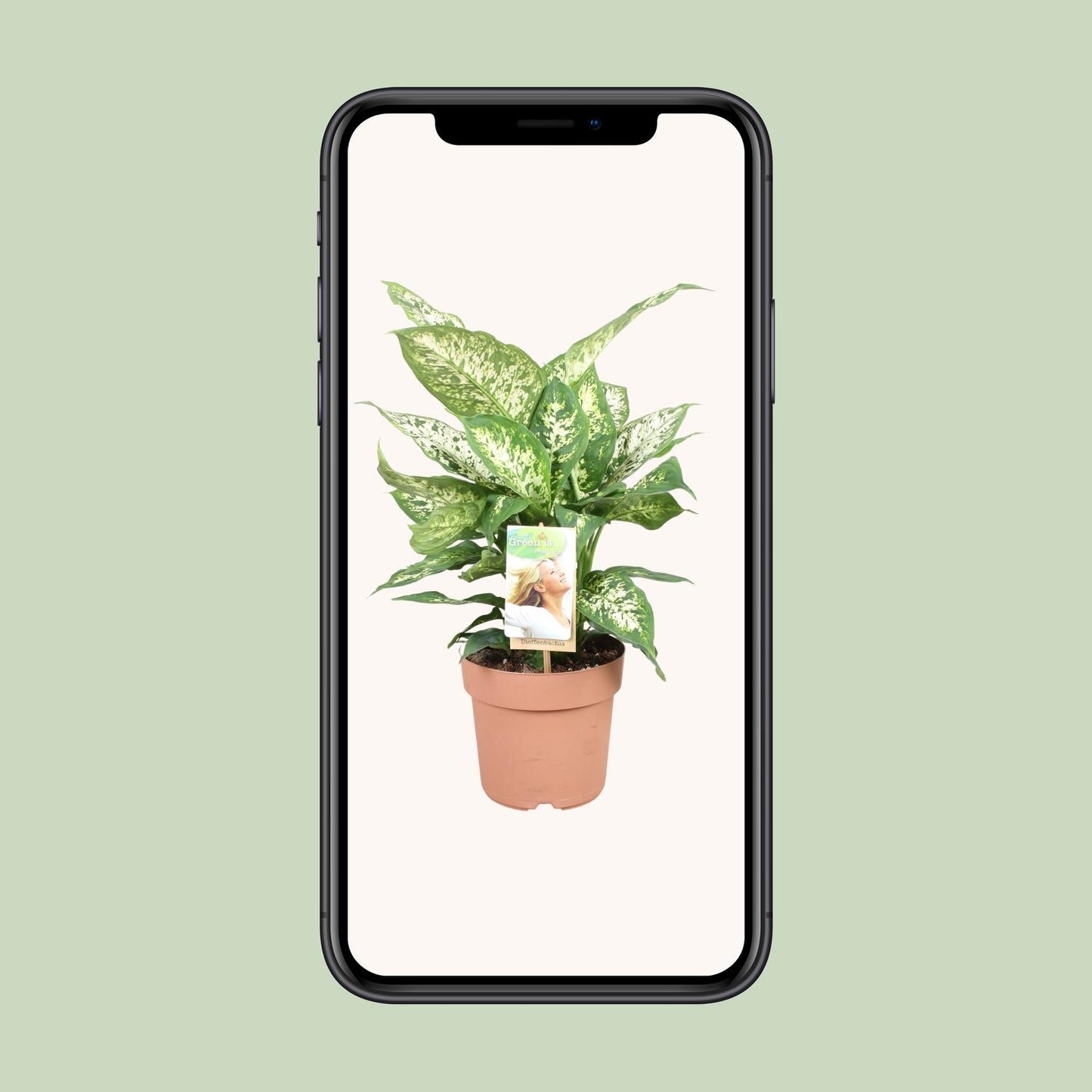 Dieffenbachia Compacta – Pflegeleichte Zimmerpflanze Ø17cm