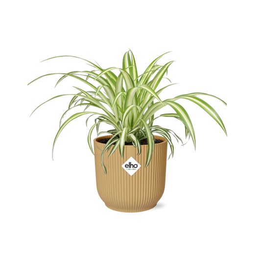 Chlorophytum Comosum Variegatum im ELHO Vibes Fold 14cm gelb