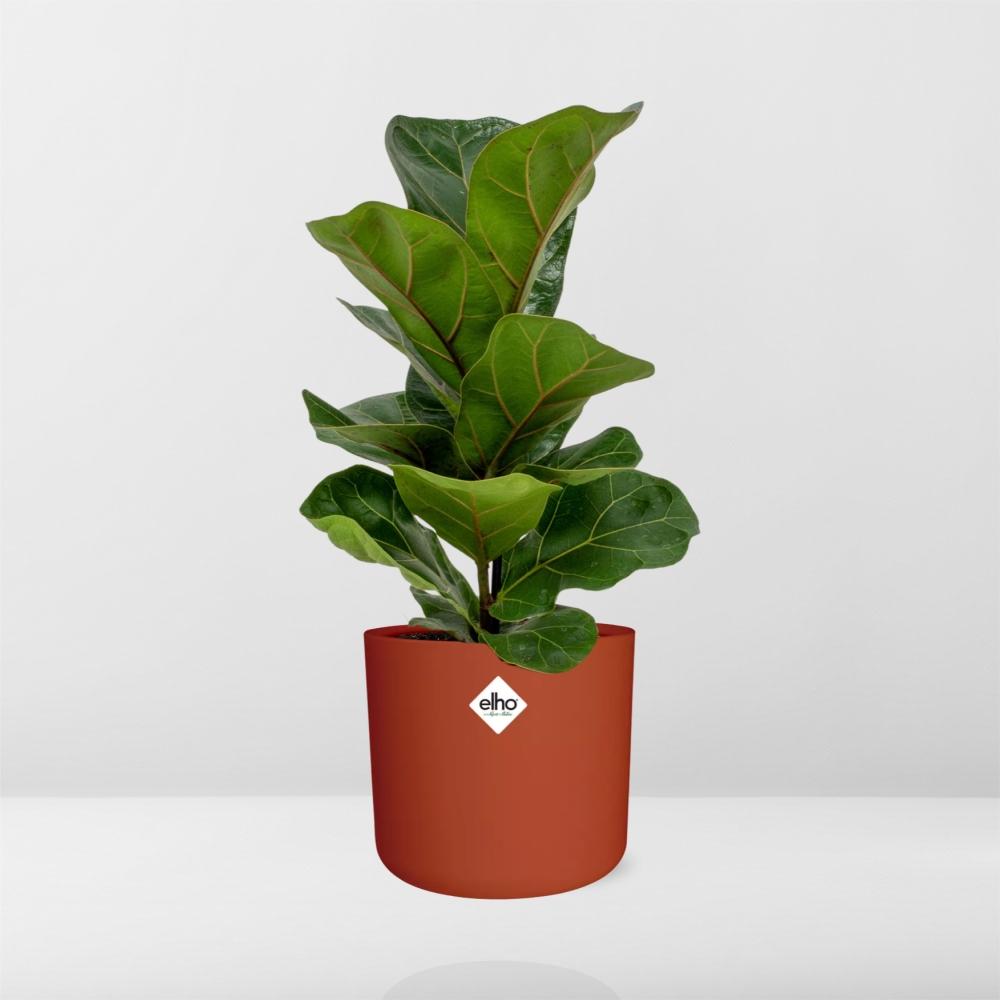 Ficus Lyrata ‘Bambino’ – Pflegeleichter Zimmerbaum im ELHO Topf