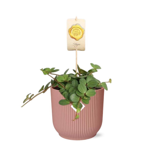 Peperomia ‘Hope’ im ELHO Vibes Fold Topf 14cm rosa