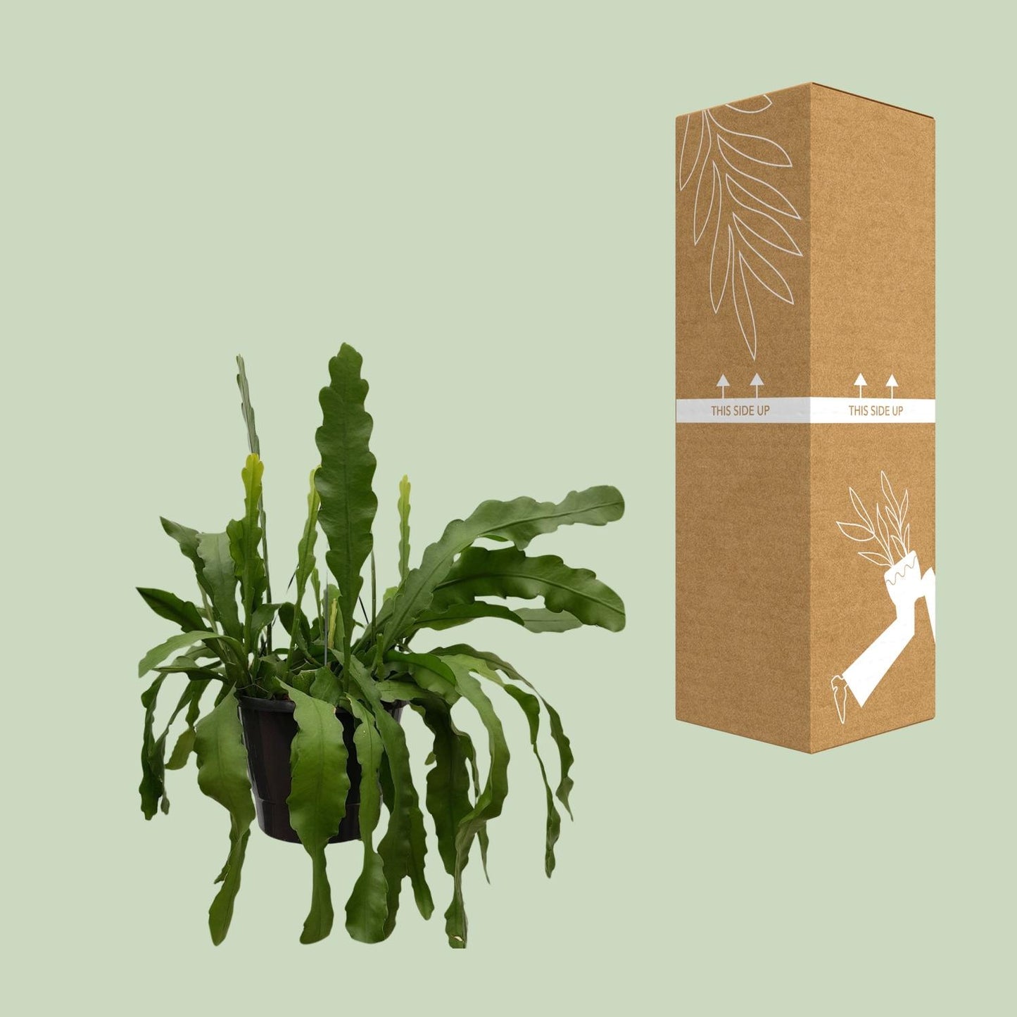 Epiphyllum Beavertale – Fischgräten-Kaktus Ø25cm, 60cm hoch