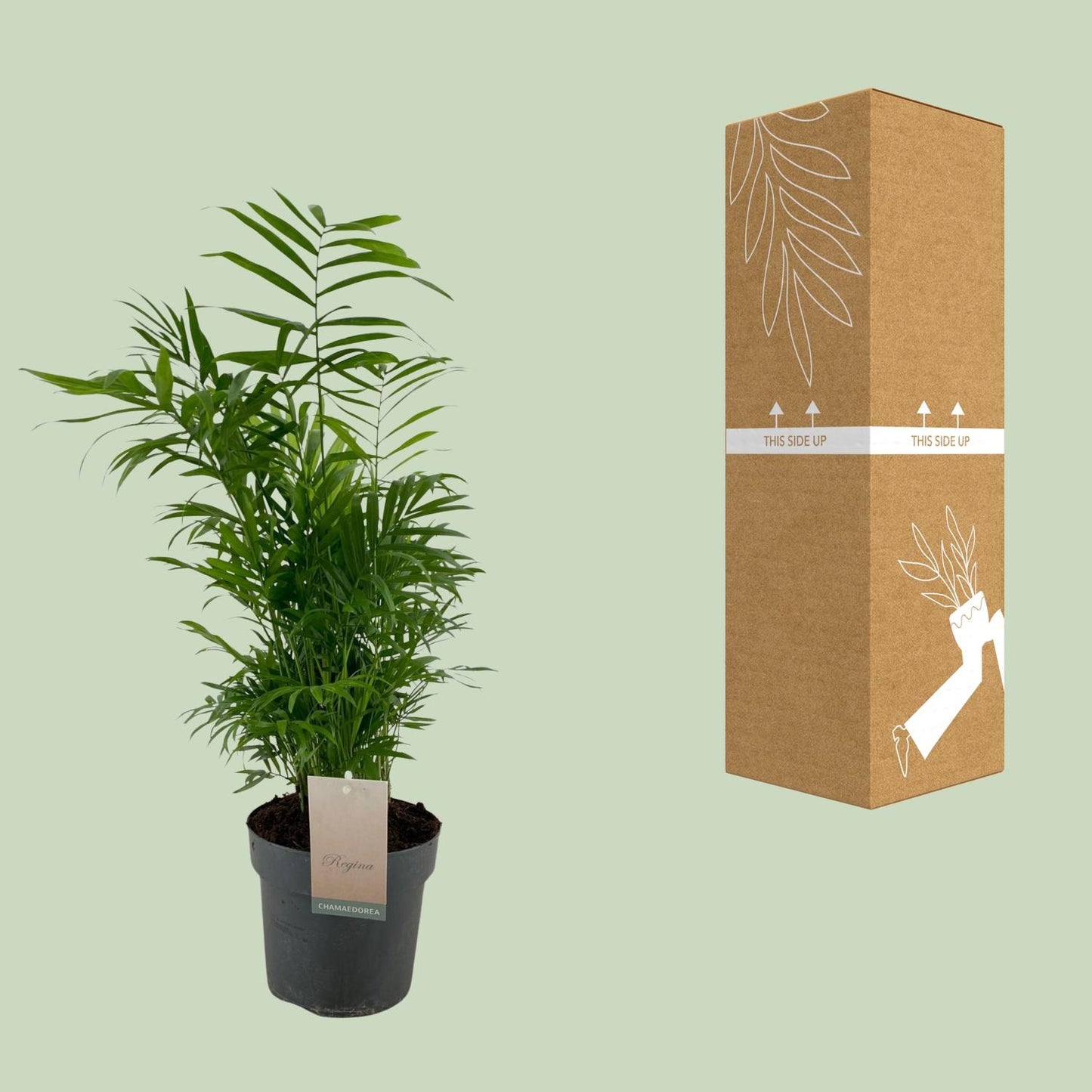 Chamaedorea Elegans – Pflegeleichte Zwergpalme Ø17cm