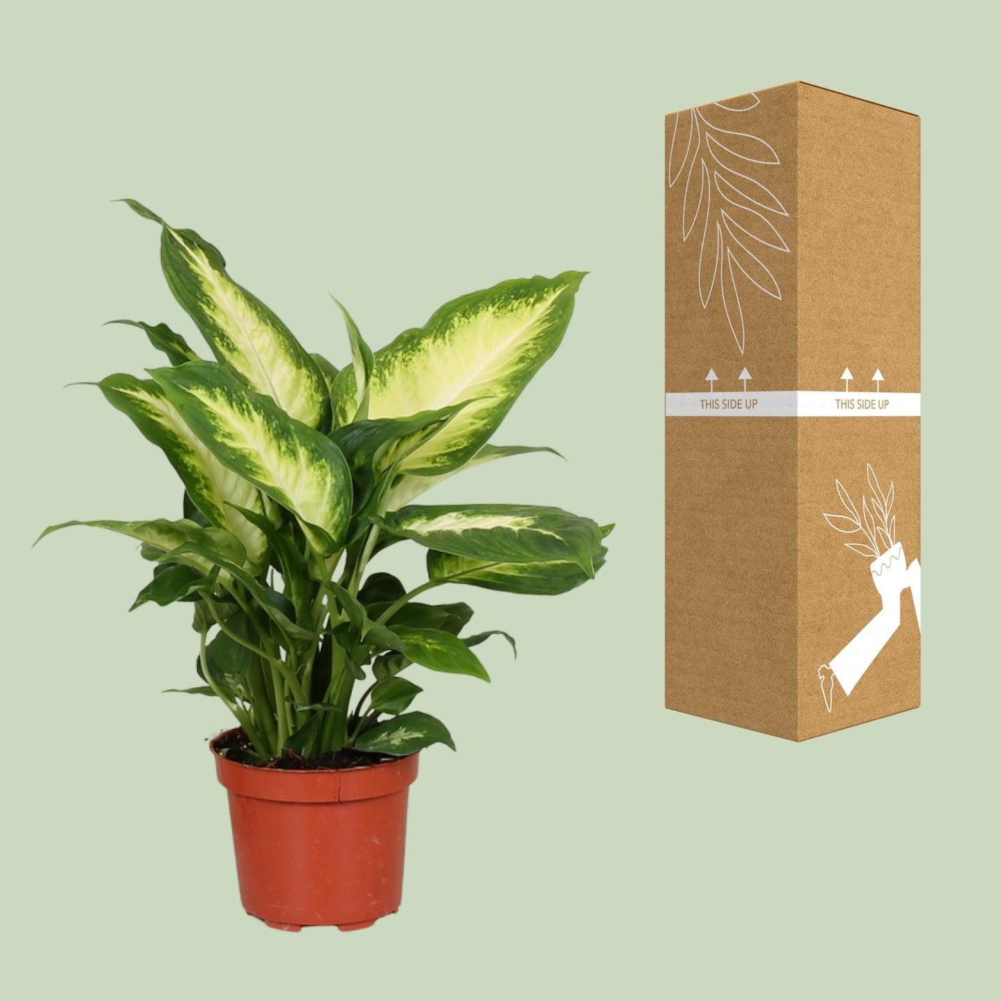 Dieffenbachia Camilla - Pflegeleichte Zimmerpflanze Ø12cm