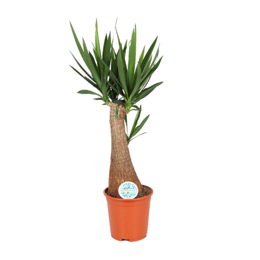 Yucca INCA – Exotische, pflegeleichte Zimmerpflanze Ø24cm