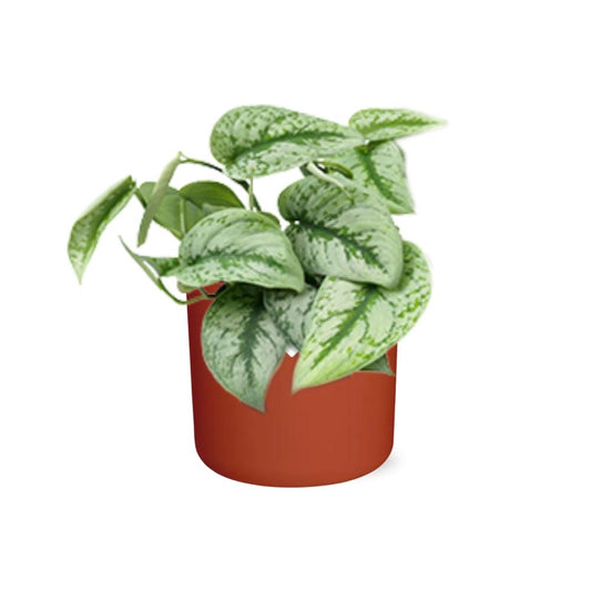 Scindapsus Pictus ‘Trebie’ – pflegeleichter Teufels-Efeu 14cm