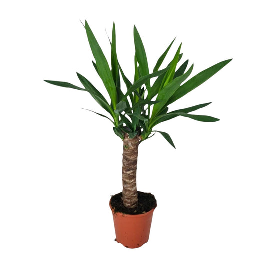 Yucca – Pflegeleichte XL-Zimmerpflanze Ø14cm, 60cm hoch