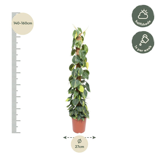 Philodendron Scandens Brasil Moosstab – 150 cm, Ø 27 cm