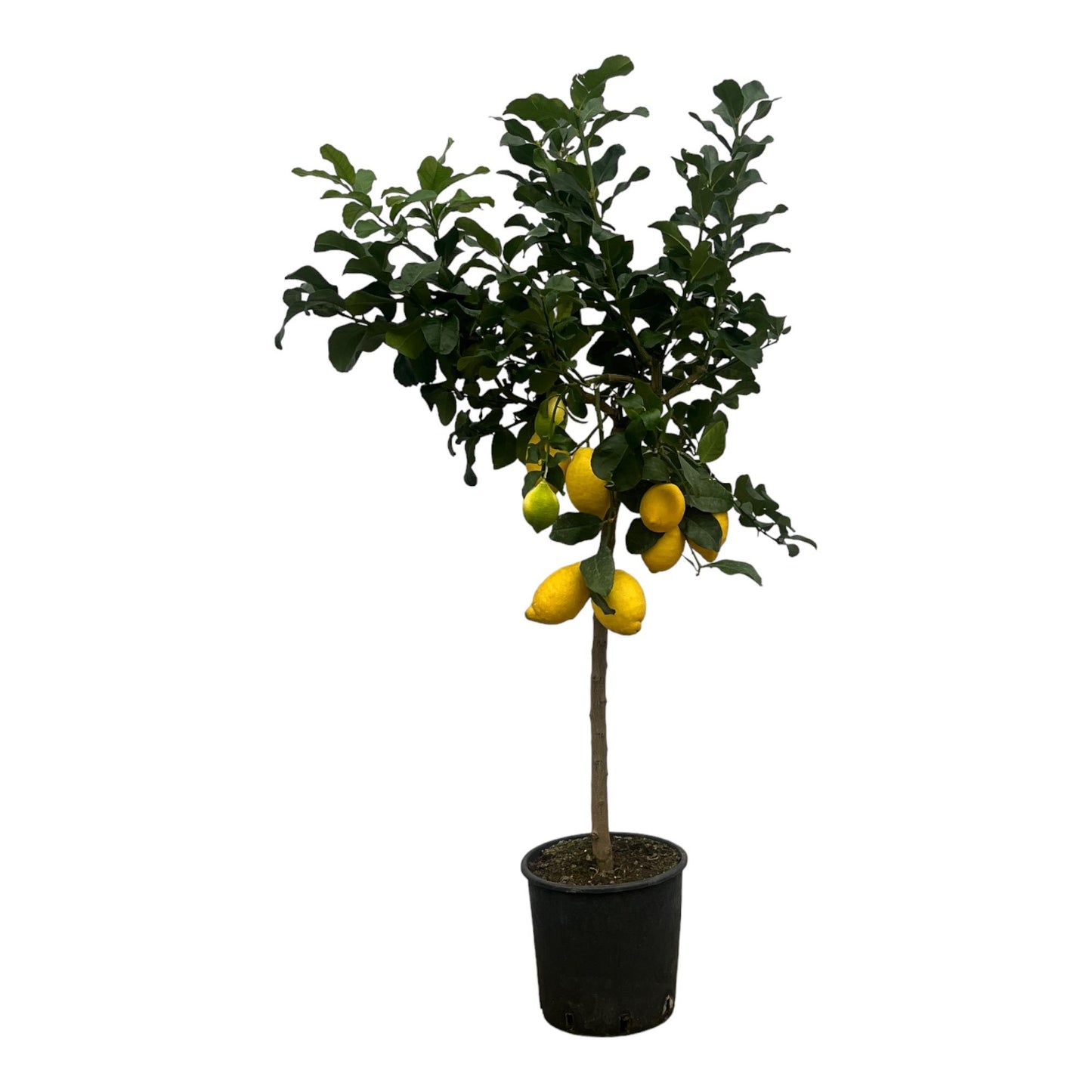 Citrus Lemon (Citroenboom) – 150 cm – Ø24 cm