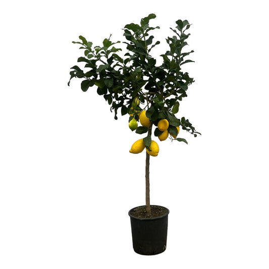 Citrus Lemon (Citroenboom) – 150 cm – Ø24 cm
