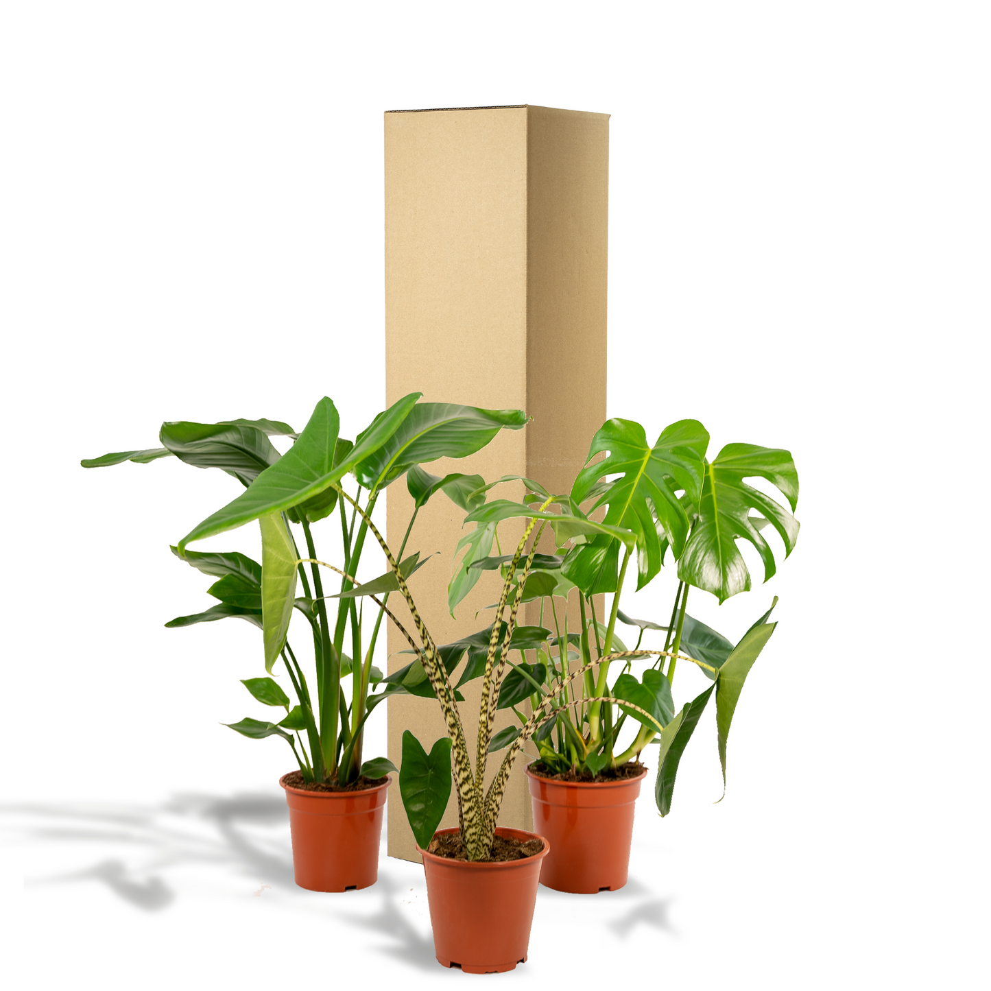 Exklusives Zimmerpflanzen-Set: Monstera, Alocasia & Strelitzia