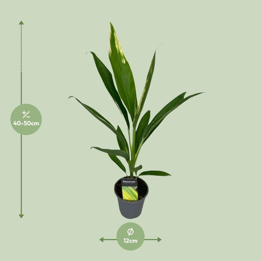 Cordyline Conga Ø12cm – Tropisch & Pflegeleicht