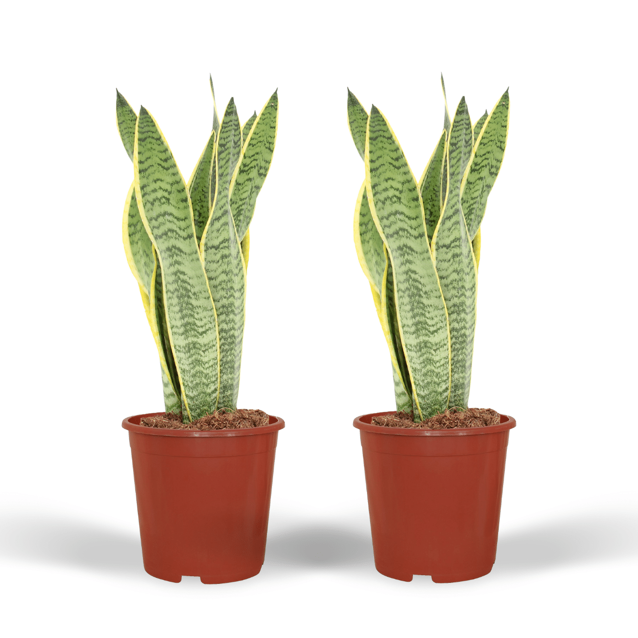 2x Sansevieria Laurentii – Frauenzunge – 40 cm ø14 cm