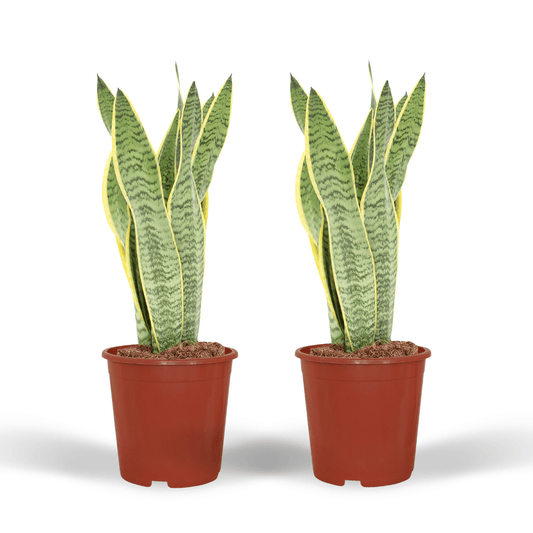 2x Sansevieria Laurentii – Frauenzunge – 40 cm ø14 cm