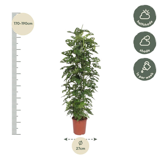 Monstera Monkey Leaf – Stylische & pflegeleichte Zimmerpflanze