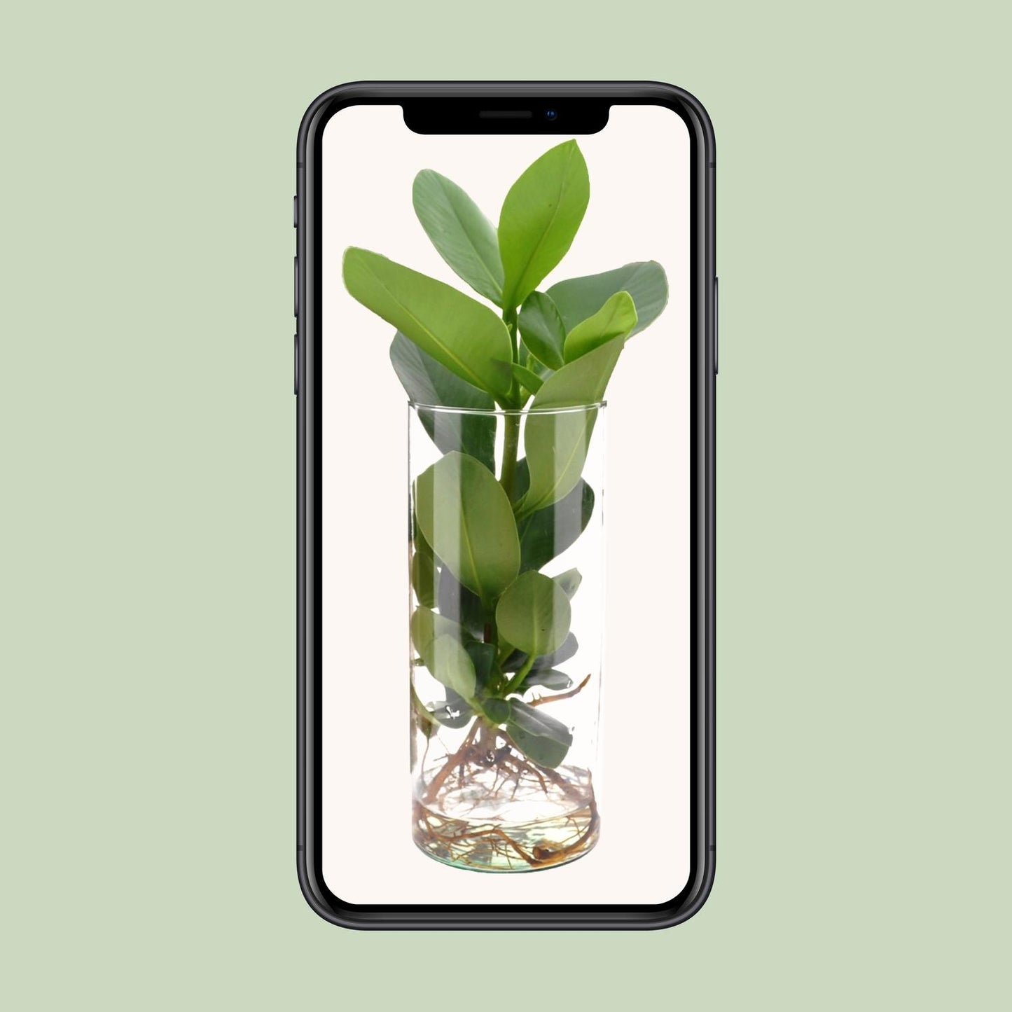 Clusia Hydroponie-Pflanzenmix im Cylinder Glas Ø12cm