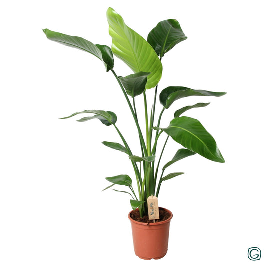 Strelitzia Nicolai – Große Paradiesvogelblume Ø21 cm